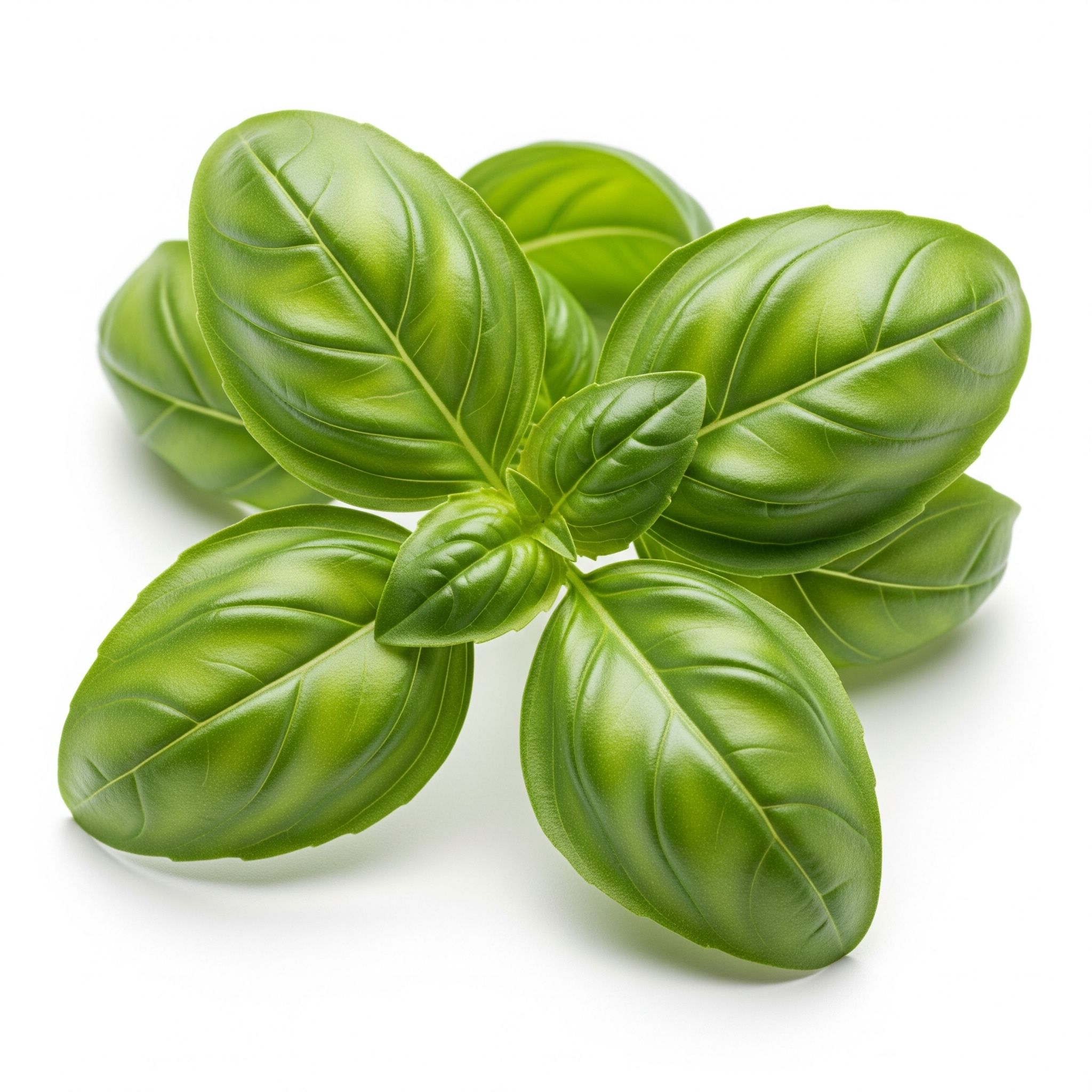 Fresh Basil Leaves