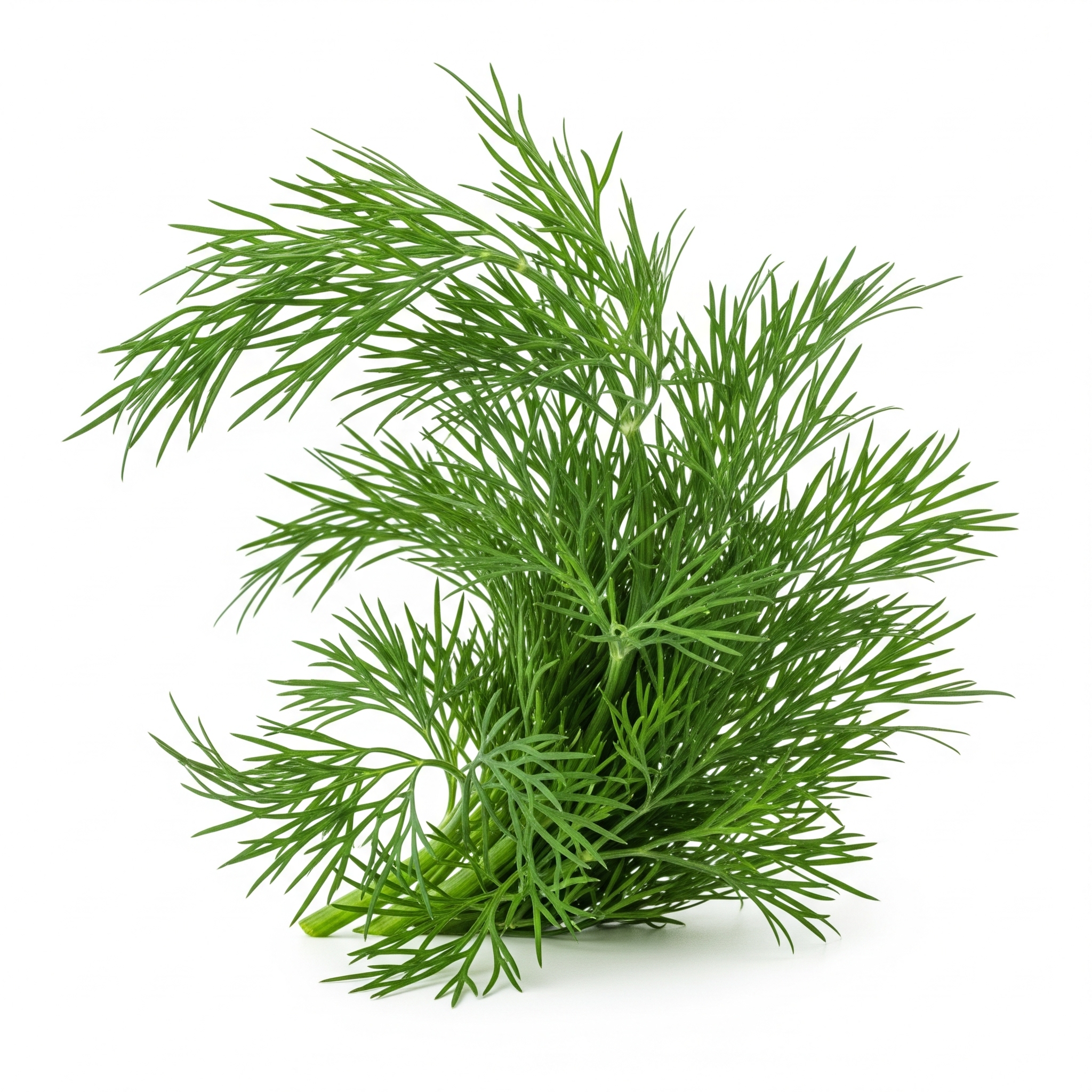 Fresh Dill