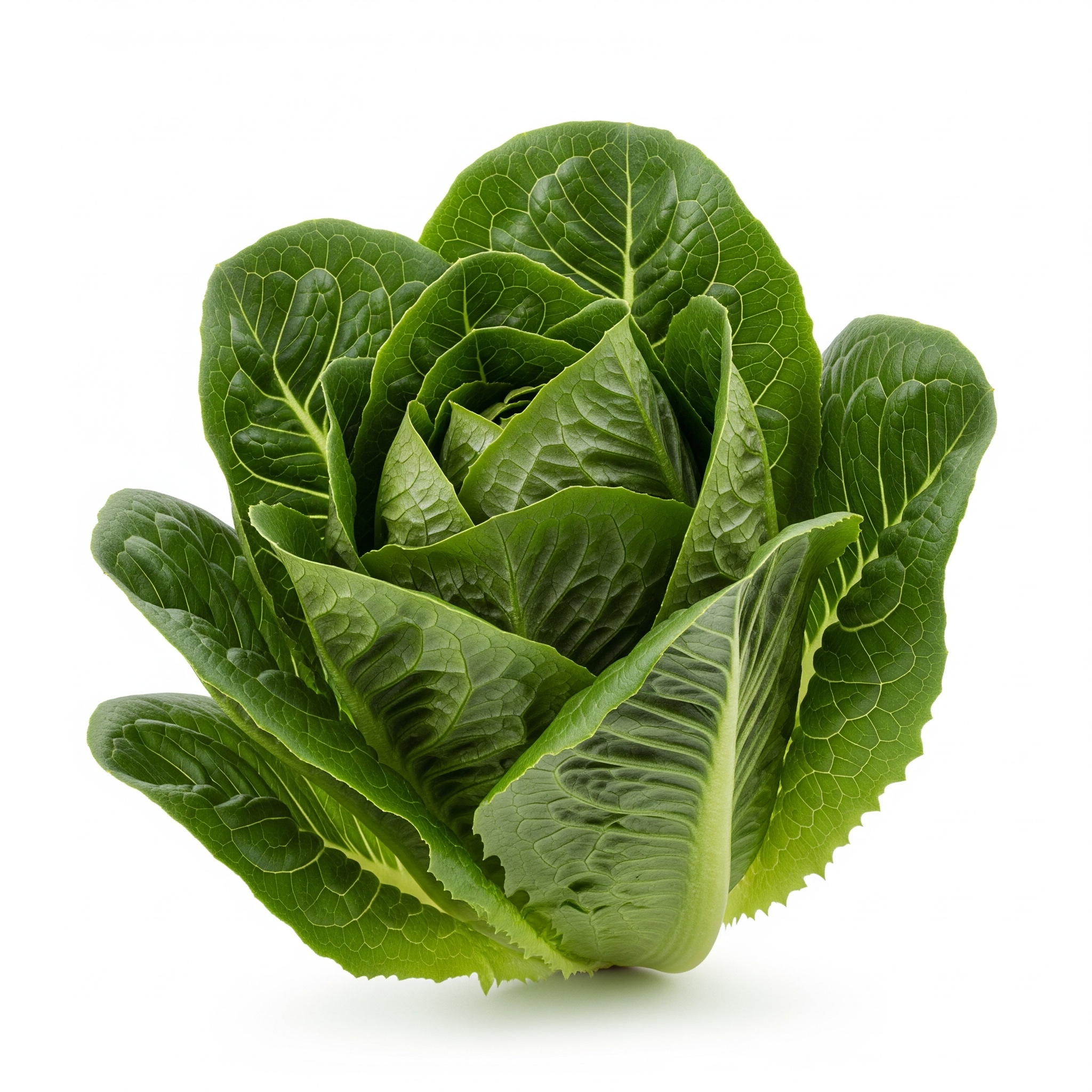 Romaine Lettuce
